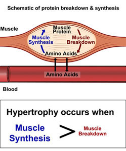 amino acids