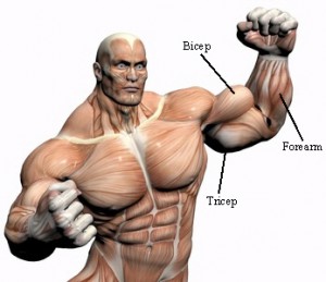 muscle building