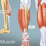 build calf muscle